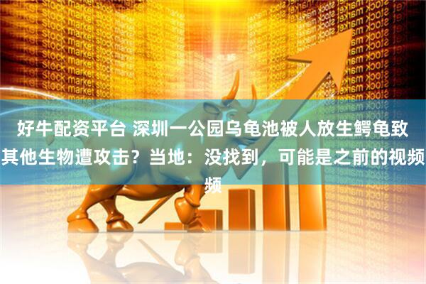好牛配资平台 深圳一公园乌龟池被人放生鳄龟致其他生物遭攻击？当地：没找到，可能是之前的视频